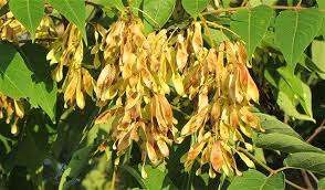 Image result for Aeollanthus ukamensis