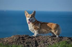 Galce Corgi Pembroke Welsh Corgi Cinsi Kopek Kopek Evcil Hayvan Hayvan Sevimli Tapilasi Safkan Coban Seyir Komik Pikist