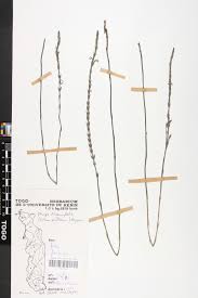 Image result for Striga linearifolia