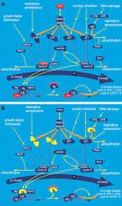 Please laugh, my friends are watchingwe're gonna be rich! Cancer Molecular Analysis Project Weaving A Rich Cancer Research Tapestry Cancer Cell