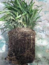 Controlling And Dividing Liriope Monkey Grass Monkey Grass Monkey Grass Landscaping Grass Landscaping