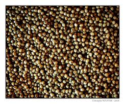 Faîtes un lavage et vérifier s'il en mettre le millet dans l'eau, mélanger un instant et attendre que l'eau bouille à nouveau. Millet Graminee Wikipedia