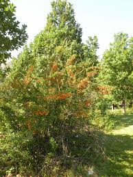 Image result for Pyracantha coccinea golden charmer