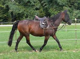 We did not find results for: Horse Reference For Art Swordwhale Walking Illustration Webcomic Stories Photojourneys Videos