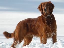 It broke his heart to be in trouble. Red Retriever S Golden Irish Puppies