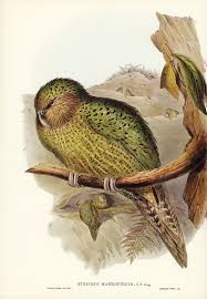Free Public Domain Www Rawpixel Com Kakapo Strigops Habroptius Illustrated By Elizabeth Gould 1804 1841 For John Kakapo Illustration Free Illustrations