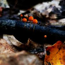 Image result for Marasmius siccus