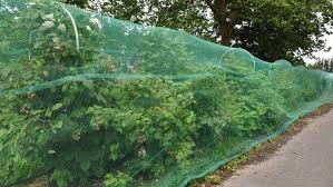 I saw many gardening stores marketing a type of bird netting. How To Protect Your Fruit Crops From Birds Stuff Co Nz