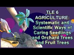 Browse & discover thousands of home & garden book titles, for less. Tle 6 Ag Systematic And Scientific Ways Of Caring Seedlings And Orchard Trees And Fruit Trees Youtube