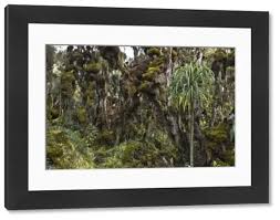 Image result for Erica kingaensis