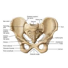 Anatomy Of Human Pelvic Bone Canvas Art Stocktrek Images 17 X 12 Walmart Com Anatomy Bones Pelvis Anatomy Joints Anatomy