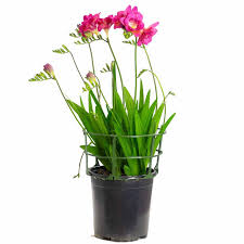 Image result for Freesia grandiflora