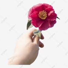 الأيدي والزهور والزهور والزهور الوردية تحمل يد زهرة Png وملف
