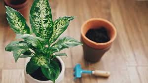 Was kann man gegen fliegen in der blumenerde tun? Trauermucken In Zimmerpflanzen Bekampfen Gartengeheimnis At