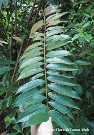 Image result for Xylopia lukei