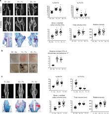 F4 80 Positive Cells From Young Animals Enhance Fracture Repair And Download Scientific Diagram