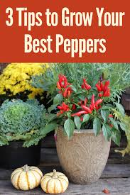 3 Tips To Grow Your Best Peppers Gardening Sun In 2020 Growing Vegetables Home Vegetable Garden Veggie Garden