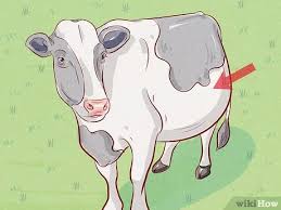How To Treat And Prevent Bloat In Cattle With Pictures Wikihow Cow and chicken was an animated television series, running from july 1997 to july 1999 on cartoon network. treat and prevent bloat in cattle