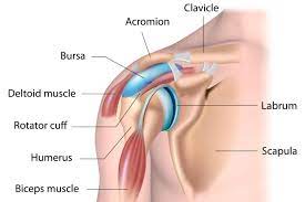 This small muscle is located at the top of the shoulder and helps raise the arm away from the body. Shoulder Pain Arthritis Eastside Medical Group Cleveland Oh