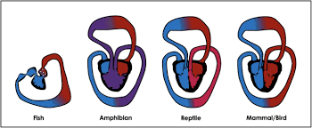 The blood is then pumped into the ventricle. Right Ventricular Phenotype Function And Failure A Journey From Evolution To Clinics Springerlink