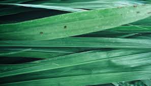 It is an antioxidant and it is antibacterial. 5 Benefits Of Vetiver Essential Oil Leann Forst