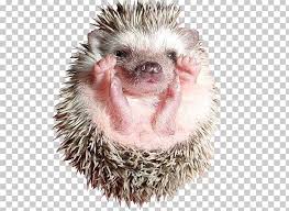 Our beach bar offers plenty of spacious seating with beach games for. Hedgehog Pet Domestic Pig Dog Animal Png Clipart Animal Animals Baby Hedgehogs Computer Icons Cuteness Free