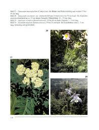 Image result for Argyrolobium macrophyllum