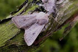 Image result for Dignathia gracilis