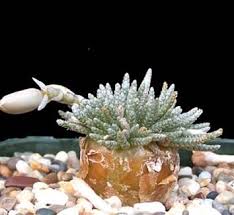 Image result for Anacampseros rhodesica