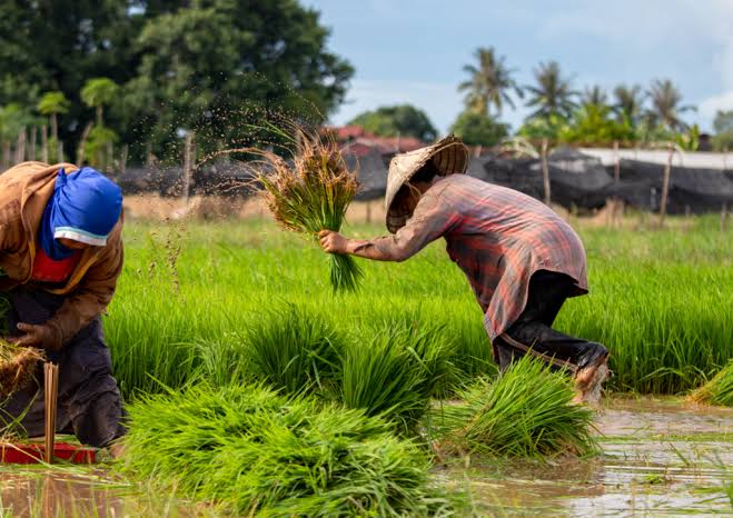 Perlindungan Lahan Pertanian Diperkuat, Kepastian Usaha Petani Makin Terjaga