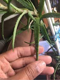 It's in a genus of its own and it's the only species. What Is The Name Of This Aloe Looking Plant Gardening Landscaping Stack Exchange