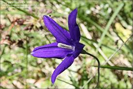 Image result for Wahlenbergia pulchella