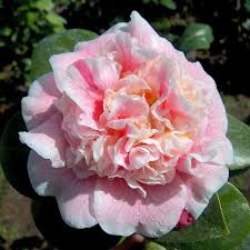 Pin On Fantastic Flora