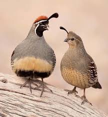 Birds Of The Southwest Pin On Birds