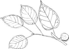 Image result for Ficus polita