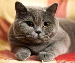 Maybe you would like to learn more about one of these? British Shorthair Vs Russian Blue My British Shorthair