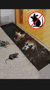 Jika anda berjaya tangkap tikus, kurung ia 2 atau 3 hari dalam stor atau bilik air ataupun di 11. Myonline2u Perangkap Tikus Pest Control Papan Gam Facebook