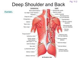 In human anatomy, the arm is the part of the upper limb between the glenohumeral joint (shoulder joint) and the elbow joint. Advanced Chest Arm And Back Muscles The Next Exam Is Worth 120 Points Ppt Download