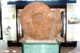 Genuine ammonite fossils for sale. The Largest Ammonite Ever Found