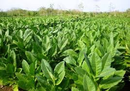 Tobacco Company Gcl Forays Into Snack Business Hydro Power Franchise Mart Ang simpleng pagkakaroon ng larawan ni hesus na nakasabit sa loob ng bahay o ng simbahan ay hindi agad nangangahulugan ng pagsamba sa diyus diyusan. tobacco company gcl forays into snack