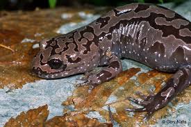 Image result for Stenostelma capense