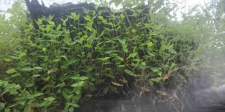 Image result for Arthraxon lancifolius