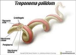 Image result for Treponema