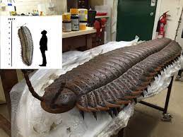 Check spelling or type a new query. Largest Land Dwelling Bug Of All Time