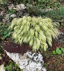 'summer wine' ninebark is a deciduous hybrid shrub that can be pruned to a small tree. Foliage Plants For Lead And Supporting Roles In The Garden