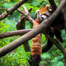 Please Follow Iloveredpandas A Nice Shot I Got At The Bronx Zoo Redpanda Panda Cutebear Bear Animal Firefox Panda Panda In 2020 Bronx Zoo Red Panda Panda Bear