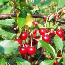 However, if you plant the sweet variety, you will need at least a couple of trees for proper cherry tree pollination. Everything You Need To Know About Bing Cherry Trees This Old House