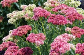 We did not find results for: Perennial Blooms For Your Garden Island Life Nc
