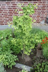 The order to which it belongs, ginkgoales, first appeared in the permian. Ginkgo Blu Krauter Gemuse So Gesund Kann Lecker Sein
