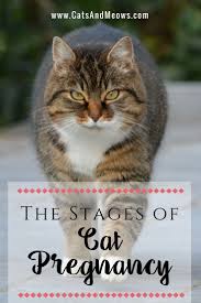 Pin On Advises To Cat Owners